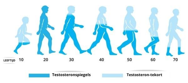 Testosteronspiegels